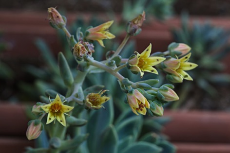 Echeveria derenbergii